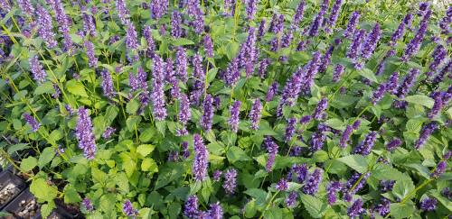 Bild von /bilder/bluehapp/thumb/AGARBA_Agastache_rugosa__Black_Adder__P1_0__P-0511008001_T-b_K-37_Y-19_36678_aktiv_.jpg