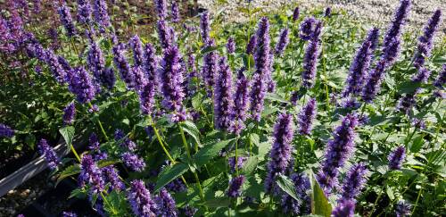 Bild von /bilder/bluehapp/thumb/AGARBA_Agastache_rugosa__Black_Adder__P1_0__P-0511008001_T-b_K-38_Y-19_11082_aktiv_.jpg