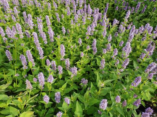 Bild von /bilder/bluehapp/thumb/AGARBF_Agastache_rugosa__Blue_Fortune_Lo_P1_0__P-0511010001_T-k_K-39_Y-20_52760_aktiv_.jpg