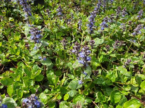 Bild von /bilder/bluehapp/thumb/AJURCG_Ajuga_reptans__Catlins_Giant__P0_5__P-0541007001_T-b_K-19_Y-19_56154_aktiv_.jpg