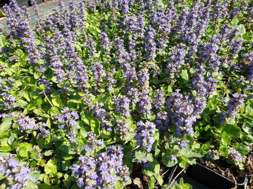 Bild von /bilder/bluehapp/thumb/AJURCG_Ajuga_reptans__Catlins_Giant__P0_5__P-0541007001_T-b_K-19_Y-20_89509_aktiv_.jpg