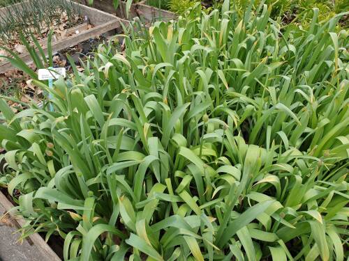 Bild von /bilder/bluehapp/thumb/ALLAPS_Allium_afl__Purple_Sensation__P1_0__P-0600510001_T-k_K-17_Y-21_34961_aktiv_.jpg