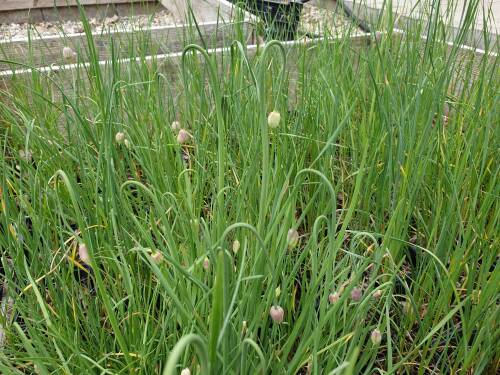 Bild von /bilder/bluehapp/thumb/ALLCP_Allium_carinatum_pulchellum_P0_5__P-0602000001_T-k_K-23_Y-19_61282_aktiv_.jpg