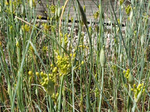 Bild von /bilder/bluehapp/thumb/ALLF_Allium_flavum_P0_5__P-0603800001_T-k_K-27_Y-19_58765_aktiv_.jpg