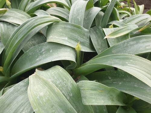 Bild von /bilder/bluehapp/thumb/ALLG_Allium_giganteum_C3_0__P-0604000001_T-k_K-17_Y-20_16465_aktiv_.jpg