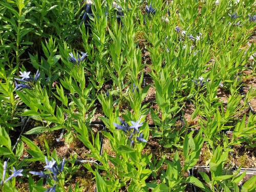 Bild von Amsonia orientalis Blue Ice