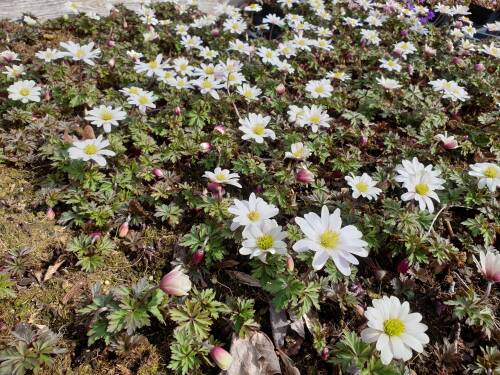 Bild von /bilder/bluehapp/thumb/ANEBWS_Anemone_blanda__White_Shades__P0_5__P-0782020001_T-b_K-12_Y-19_85266_aktiv_.jpg