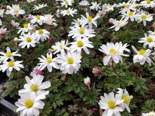 Bild von /bilder/bluehapp/thumb/ANEBWS_Anemone_blanda__White_Shades__P0_5__P-0782020001_T-b_K-13_Y-19_79272_aktiv_.jpg