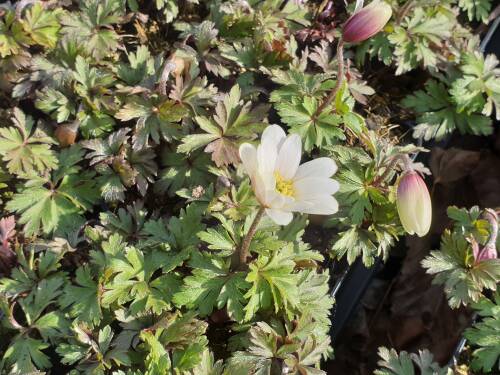 Bild von /bilder/bluehapp/thumb/ANEBWS_Anemone_blanda__White_Shades__P0_5__P-0782020001_T-b_K-13_Y-20_46310_aktiv_.jpg