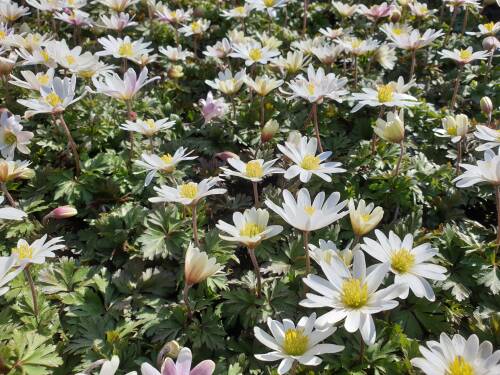 Bild von /bilder/bluehapp/thumb/ANEBWS_Anemone_blanda__White_Shades__P0_5__P-0782020001_T-b_K-14_Y-20_63993_aktiv_.jpg