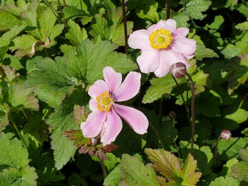 Bild von /bilder/bluehapp/thumb/ANEHOU_Anemone_hupehensis__Ouvert_re_______P0_5__P-0783008001_T-b_K-39_Y-19_65466_aktiv_.jpg