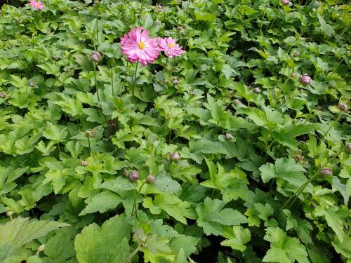 Bild von /bilder/bluehapp/thumb/ANEJPH_Anemone_japon___Prinz_Heinrich______P0_5__P-0783530001_T-k_K-37_Y-19_74661_aktiv_.jpg