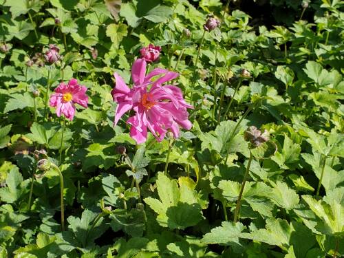 Bild von /bilder/bluehapp/thumb/ANEJPH_Anemone_japon___Prinz_Heinrich______P0_5__P-0783530001_T-k_K-38_Y-19_48579_aktiv_.jpg