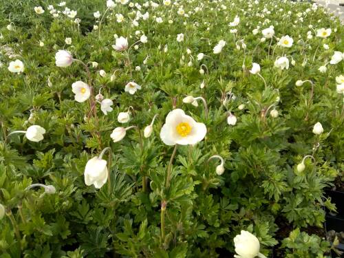 Bild von /bilder/bluehapp/thumb/ANES_Anemone_sylvestris_P0_5__P-0787500001_T-b_K-17_Y-19_14077_aktiv_.jpg