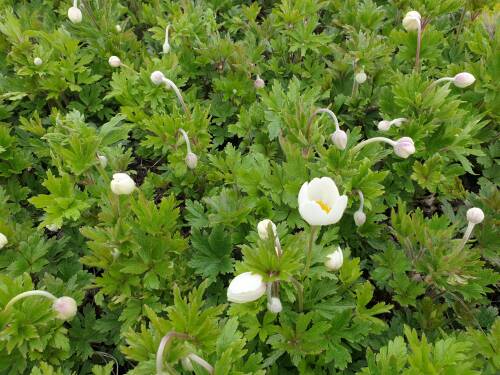 Bild von /bilder/bluehapp/thumb/ANES_Anemone_sylvestris_P0_5__P-0787500001_T-k_K-18_Y-21_57719_aktiv_.jpg