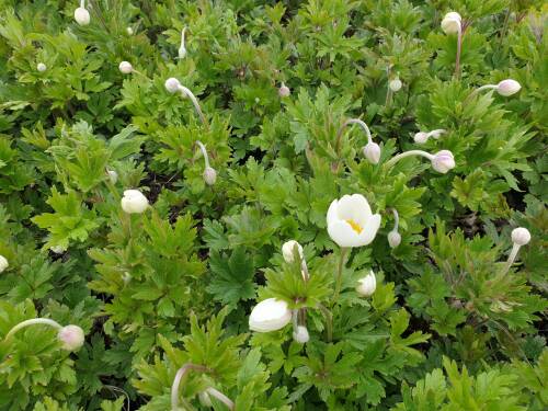 Bild von /bilder/bluehapp/thumb/ANES_Anemone_sylvestris_P0_5__P-0787500001_T-k_K-18_Y-21_57719_aktiv_.jpg