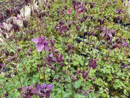 Bild von /bilder/bluehapp/thumb/AQUAT_Aquilegia_atrata_P0_5__P-0941500001_T-b_K-20_Y-20_27416_aktiv_.jpg