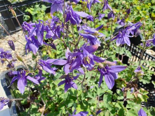 Bild von /bilder/bluehapp/thumb/AQUA_Aquilegia_alpina_P0_5__P-0941000001_T-b_K-22_Y-20_90472_aktiv_.jpg