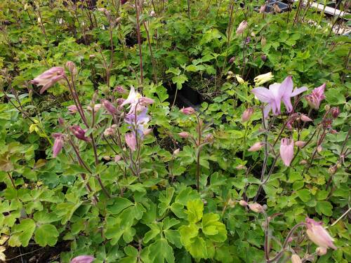 Bild von /bilder/bluehapp/thumb/AQUCBI_Aquilegia_caerulea__Biedermeier__P0_5__P-0944510001_T-b_K-19_Y-19_79015_aktiv_.jpg