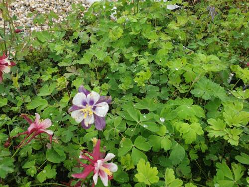 Bild von /bilder/bluehapp/thumb/AQUCBS_Aquilegia_caerulea__Blue_Star__P0_5__P-0944513001_T-k_K-24_Y-20_79123_aktiv_.jpg