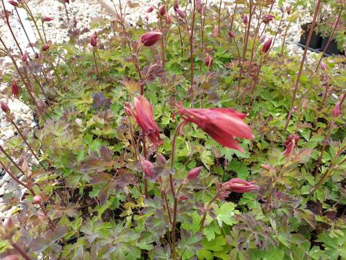 Bild von /bilder/bluehapp/thumb/AQUCCS_Aquilegia_x_caerulea__Crimson_Star__P0_5__P-0943015001_T-b_K-19_Y-19_66192_aktiv_.jpg