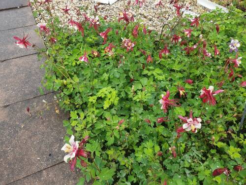 Bild von /bilder/bluehapp/thumb/AQUCCS_Aquilegia_x_caerulea__Crimson_Star__P0_5__P-0943015001_T-b_K-24_Y-20_91523_aktiv_.jpg