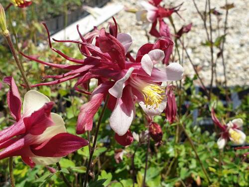 Bild von /bilder/bluehapp/thumb/AQUCRO_Aquilegia_x_caerulea__Rotstern__P0_5__P-9430590001_T-b_K-22_Y-20_87606_aktiv_.jpg
