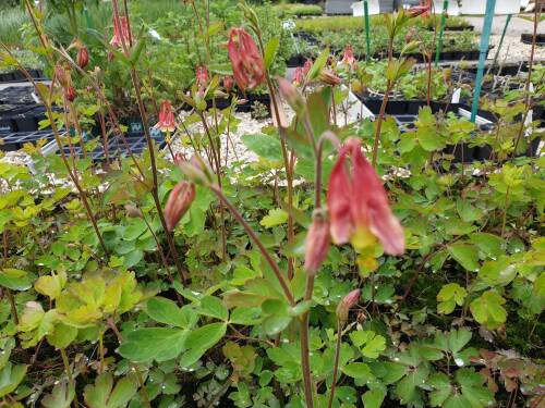 Bild von /bilder/bluehapp/thumb/AQUC_Aquilegia_canadensis_P0_5__P-0942000001_T-b_K-20_Y-20_59194_aktiv_.jpg