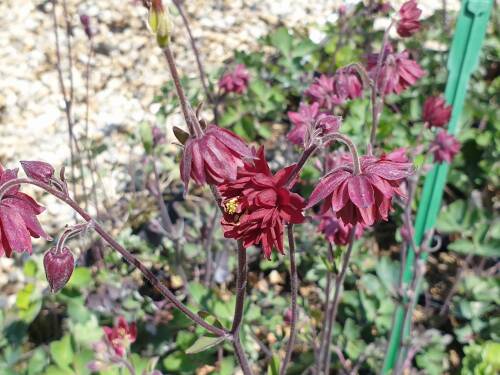 Bild von /bilder/bluehapp/thumb/AQUVRP_Aquilegia_vulgaris__Ruby_Port__P0_5__P-0945561001_T-b_K-22_Y-20_31553_aktiv_.jpg