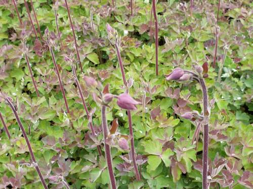 Bild von /bilder/bluehapp/thumb/AQUVRP_Aquilegia_vulgaris__Ruby_Port__P0_5__P-0945561001_T-k_K-19_Y-19_46725_aktiv_.jpg