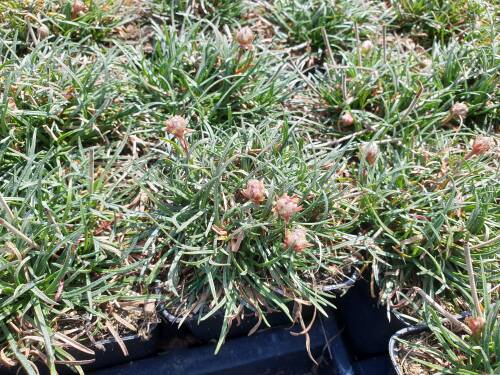 Bild von ARMMDS_Armeria_maritima__D_sseld__Stolz__P0_5__P-1041515001_T-k_K-16_Y-20_79465_aktiv_.jpg