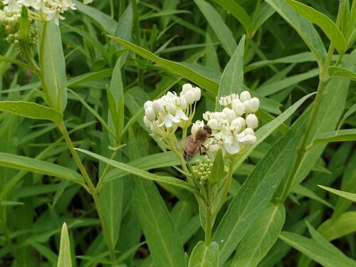 Bild von /bilder/bluehapp/thumb/ASCIAL_Asclepias_incarnata__Alba__P0_5__P-1161010001_T-b_K-28_Y-19_77686_aktiv_.jpg