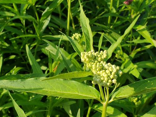 Bild von /bilder/bluehapp/thumb/ASCIAL_Asclepias_incarnata__Alba__P0_5__P-1161010001_T-k_K-26_Y-19_32195_aktiv_.jpg