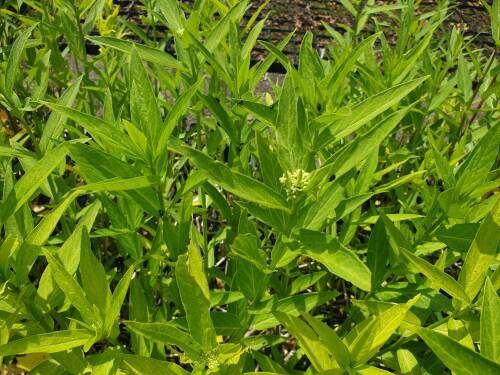 Bild von Asclepias incarnata Ice Ballet