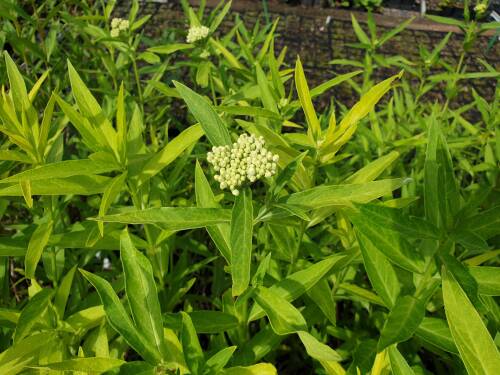 Bild von /bilder/bluehapp/thumb/ASCIIB_Asclepias_incarnata__Ice_Ballet__P0_5__P-1161039001_T-k_K-27_Y-20_41238_aktiv_.jpg