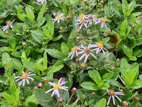 Bild von ASTAANA_Aster_ageratoides_var_ad__Nanus__P0_5__P-1240570001_T-b_K-36_Y-20_78369_aktiv_.jpg