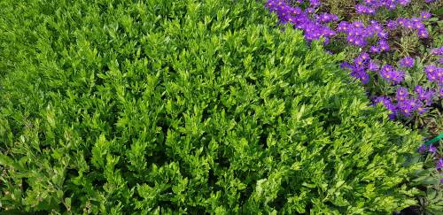 Bild von /bilder/bluehapp/thumb/ASTAASH_Aster_ageratoides__Ashvi__P0_5__P-1240535001_T-k_K-37_Y-19_80005_aktiv_.jpg