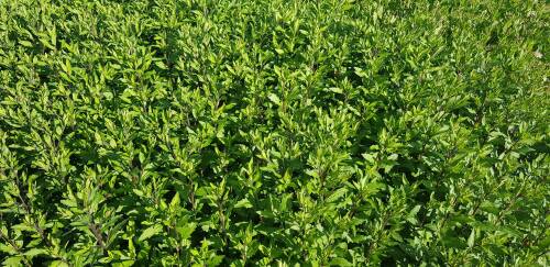 Bild von ASTAEM_Aster_ageratoides__Ezo_Murasaki__P0_5__P-1240540001_T-k_K-38_Y-19_41285_aktiv_.jpg