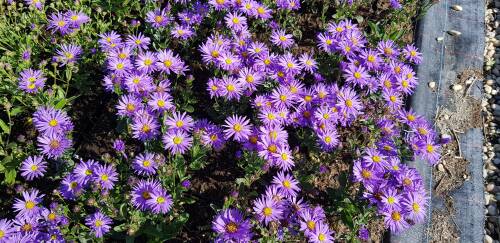 Bild von /bilder/bluehapp/thumb/ASTAMI_Aster_amellus__Mira__P0_5__P-1242055001_T-b_K-37_Y-19_84887_aktiv_.jpg