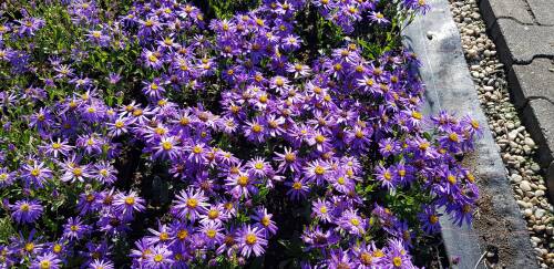 Bild von /bilder/bluehapp/thumb/ASTAMI_Aster_amellus__Mira__P0_5__P-1242055001_T-b_K-38_Y-19_66234_aktiv_.jpg