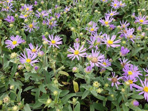 Bild von /bilder/bluehapp/thumb/ASTAST_Aster_amellus__Sternkugel__P0_5__P-1242085001_T-b_K-36_Y-20_14646_aktiv_.jpg