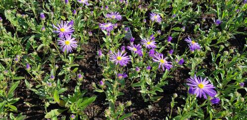 Bild von /bilder/bluehapp/thumb/ASTAST_Aster_amellus__Sternkugel__P0_5__P-1242085001_T-b_K-37_Y-19_45769_aktiv_.jpg