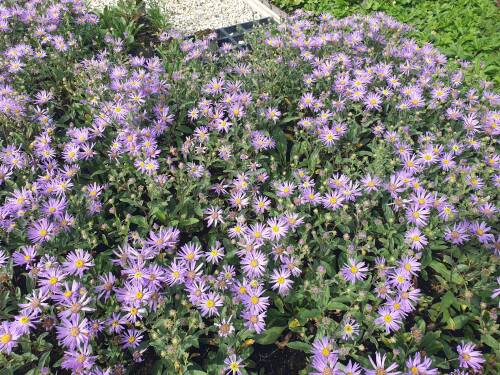 Bild von /bilder/bluehapp/thumb/ASTAST_Aster_amellus__Sternkugel__P0_5__P-1242085001_T-k_K-37_Y-20_59382_aktiv_.jpg