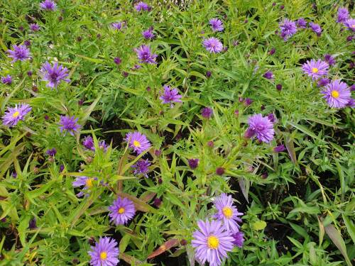 Bild von ASTDBL_Aster_x_dumosus__Blaue_Lagune__P0_5__P-1244015001_T-k_K-40_Y-20_63826_aktiv_.jpg