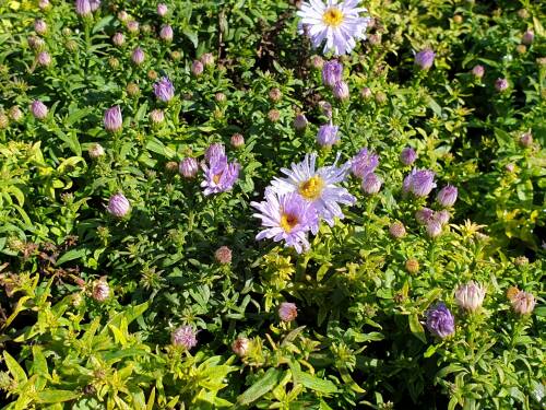 Bild von /bilder/bluehapp/thumb/ASTDBZ_Aster_x_dumosus__Blauer_Zwerg____P0_5__P-1244017001_T-b_K-38_Y-19_31747_aktiv_.jpg