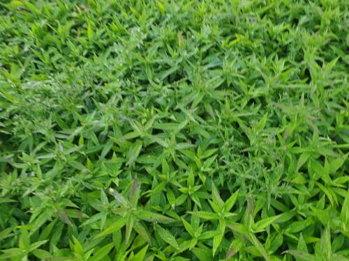 Bild von /bilder/bluehapp/thumb/ASTDBZ_Aster_x_dumosus__Blauer_Zwerg____P0_5__P-1244017001_T-k_K-37_Y-20_92200_aktiv_.jpg