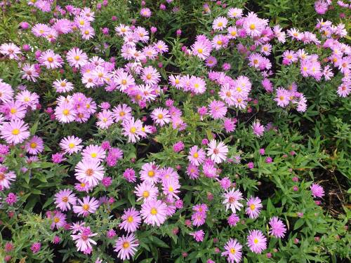 Bild von ASTDHB_Aster_x_dumosus__Herbstg_v_Bress____P0_5__P-1244035001_T-k_K-40_Y-20_23435_aktiv_.jpg