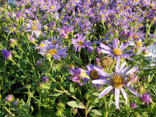 Bild von /bilder/bluehapp/thumb/ASTFM_Aster_x_frikartii__M_nch__P0_5__P-1245008001_T-b_K-36_Y-19_51779_aktiv_.jpg