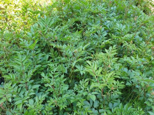Bild von ASTIACA_Astilbe_x_arendsii__Cattleya__P0_5__P-1261040001_T-k_K-24_Y-21_36272_aktiv_.jpg