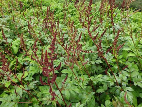 Bild von /bilder/bluehapp/thumb/ASTIAGL_Astilbe_x_arendsii__Glut__P0_5__P-1261065001_T-b_K-25_Y-19_26808_aktiv_.jpg